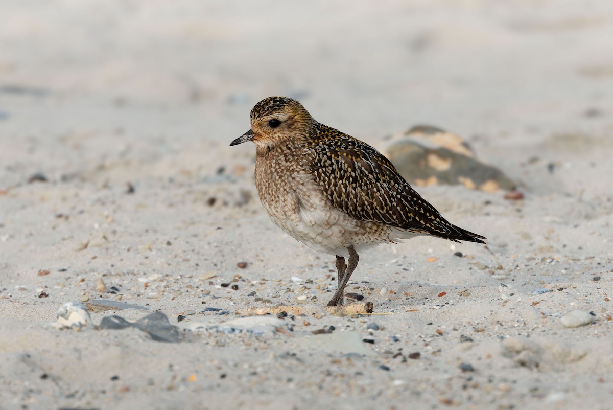 European Golden-Plover - ML644596821
