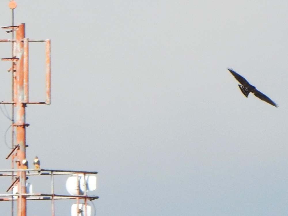 káně širokokřídlá - ML644596822