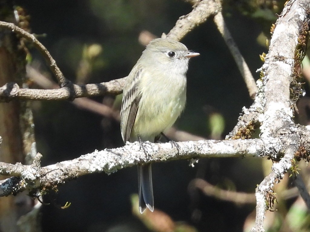 Hammond's Flycatcher - ML644596823