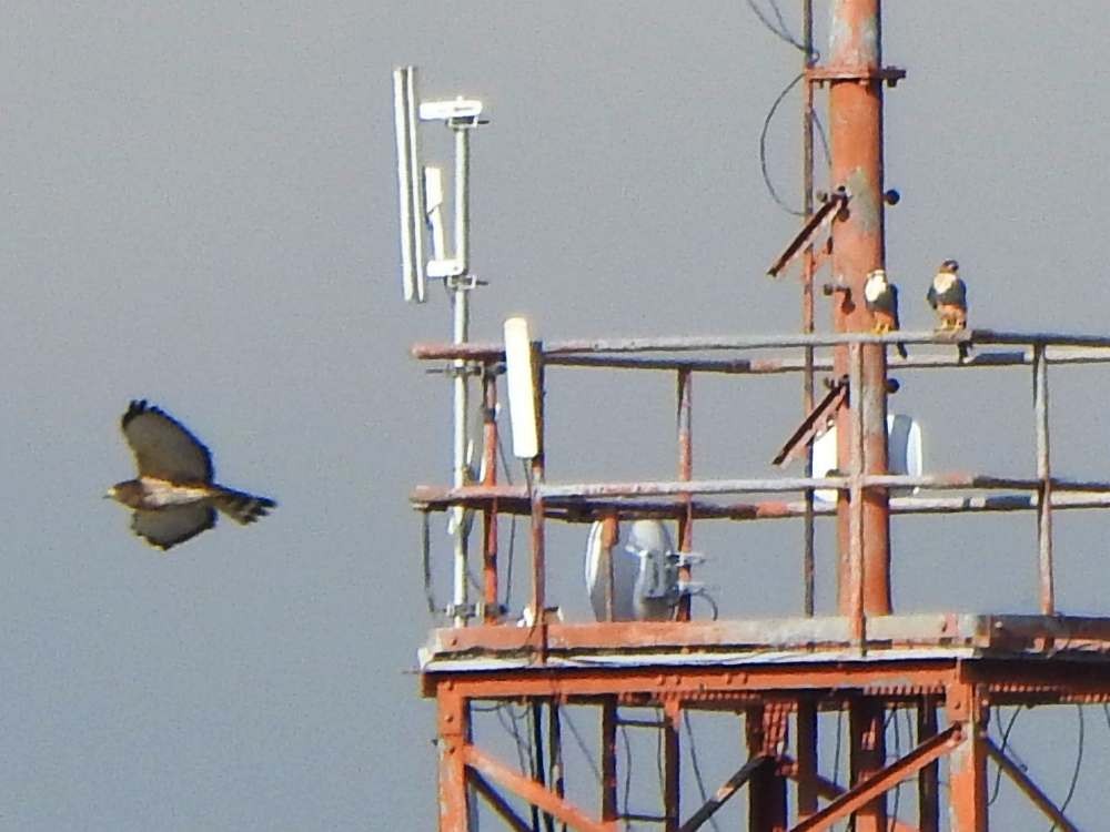 káně širokokřídlá - ML644596824