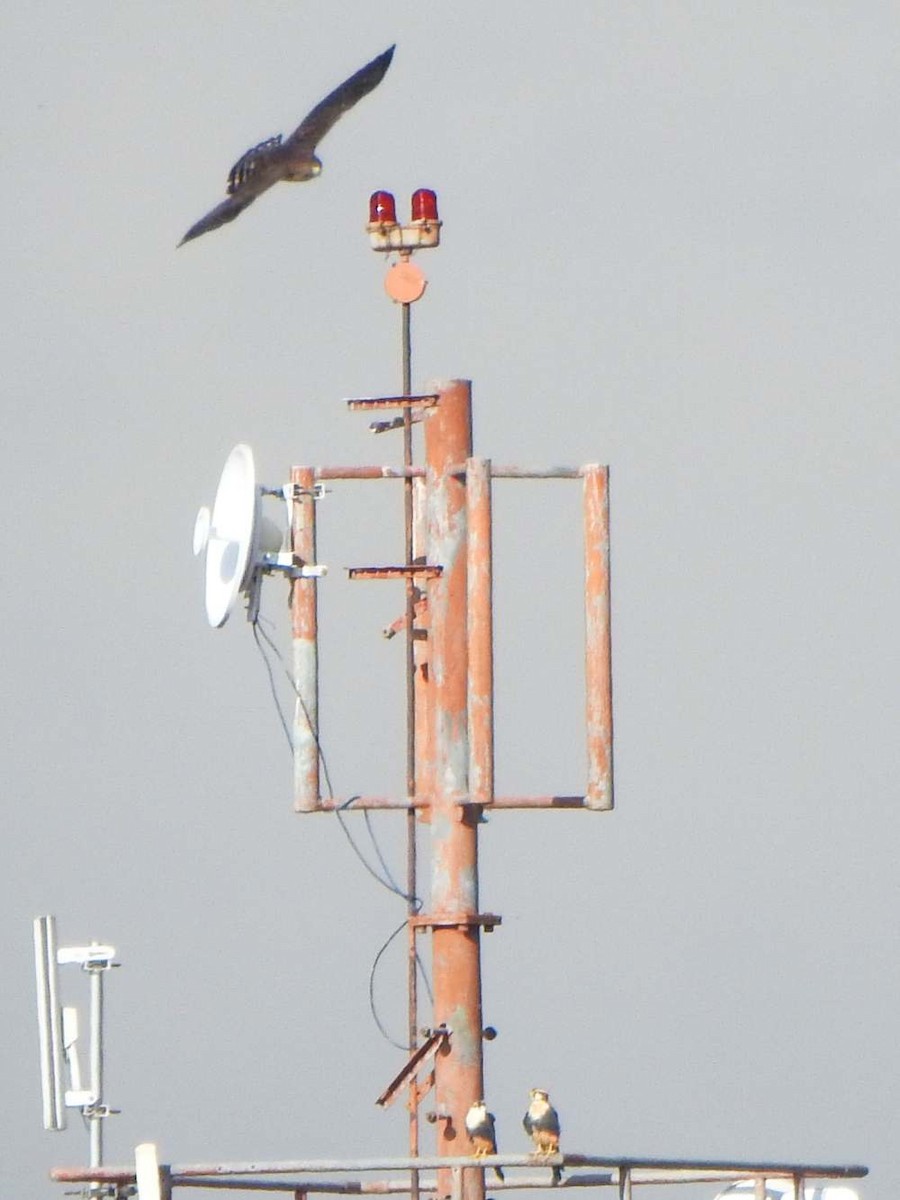 káně širokokřídlá - ML644596829