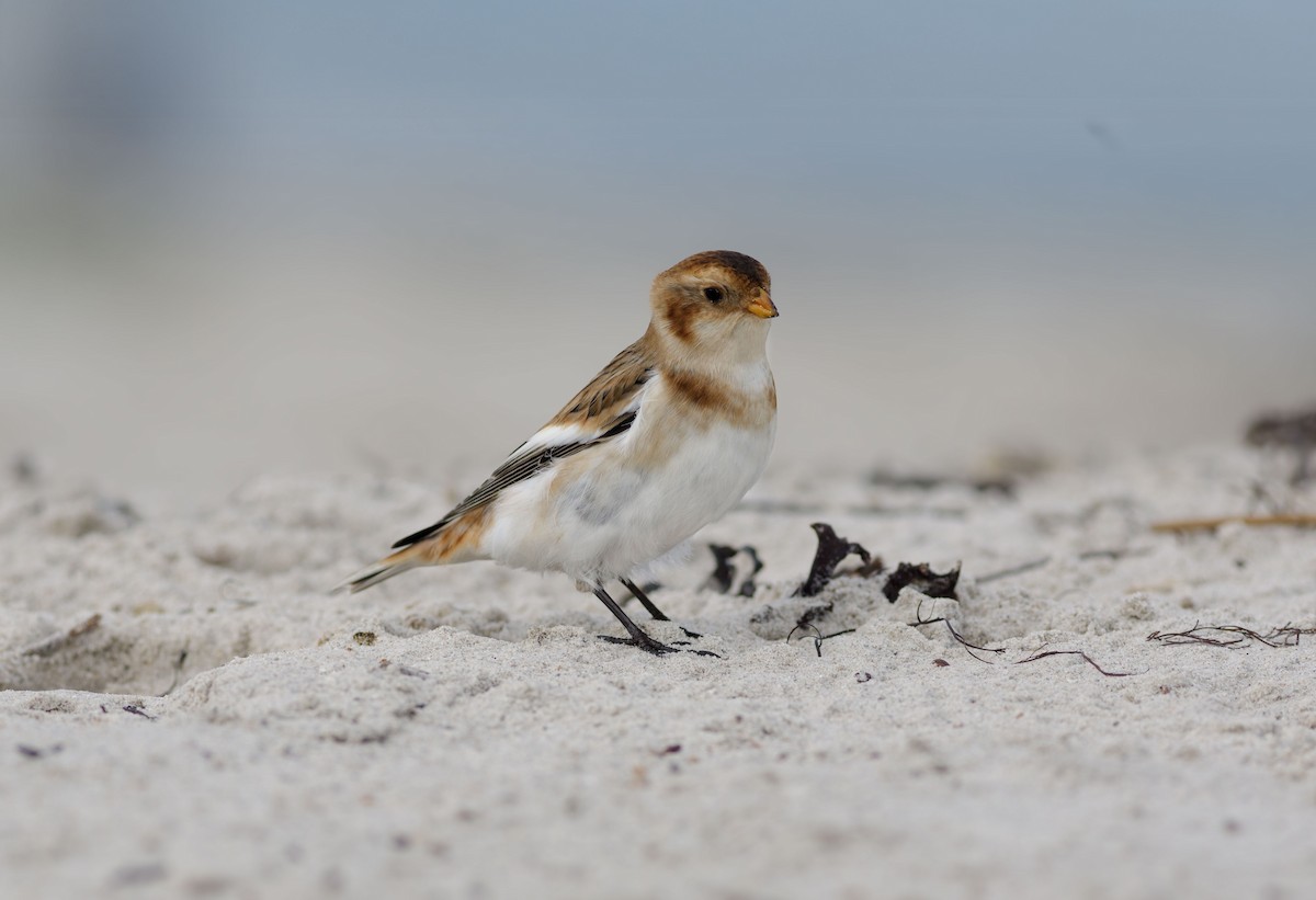 Snow Bunting - ML644596836