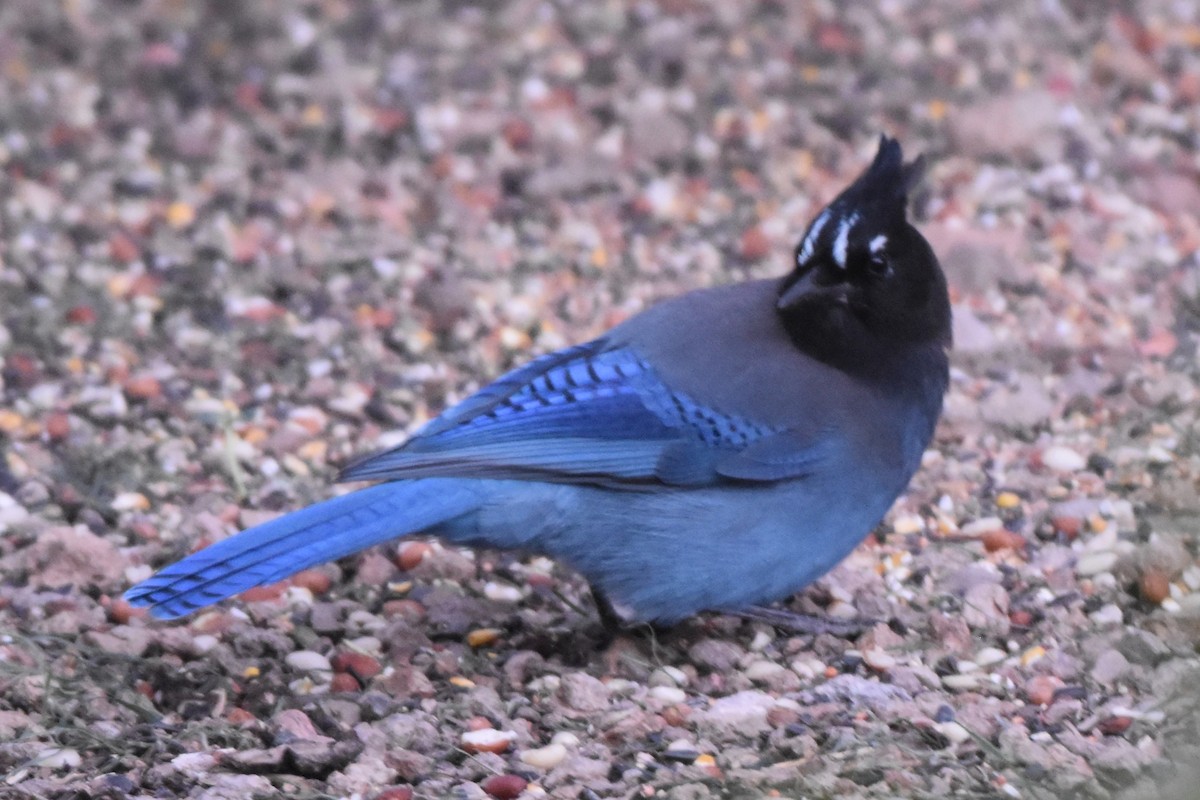 Chara de Steller - ML644596837