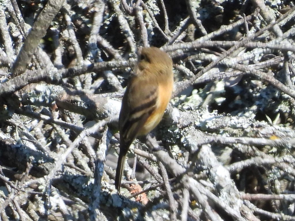 Buff-breasted Flycatcher - ML644596839