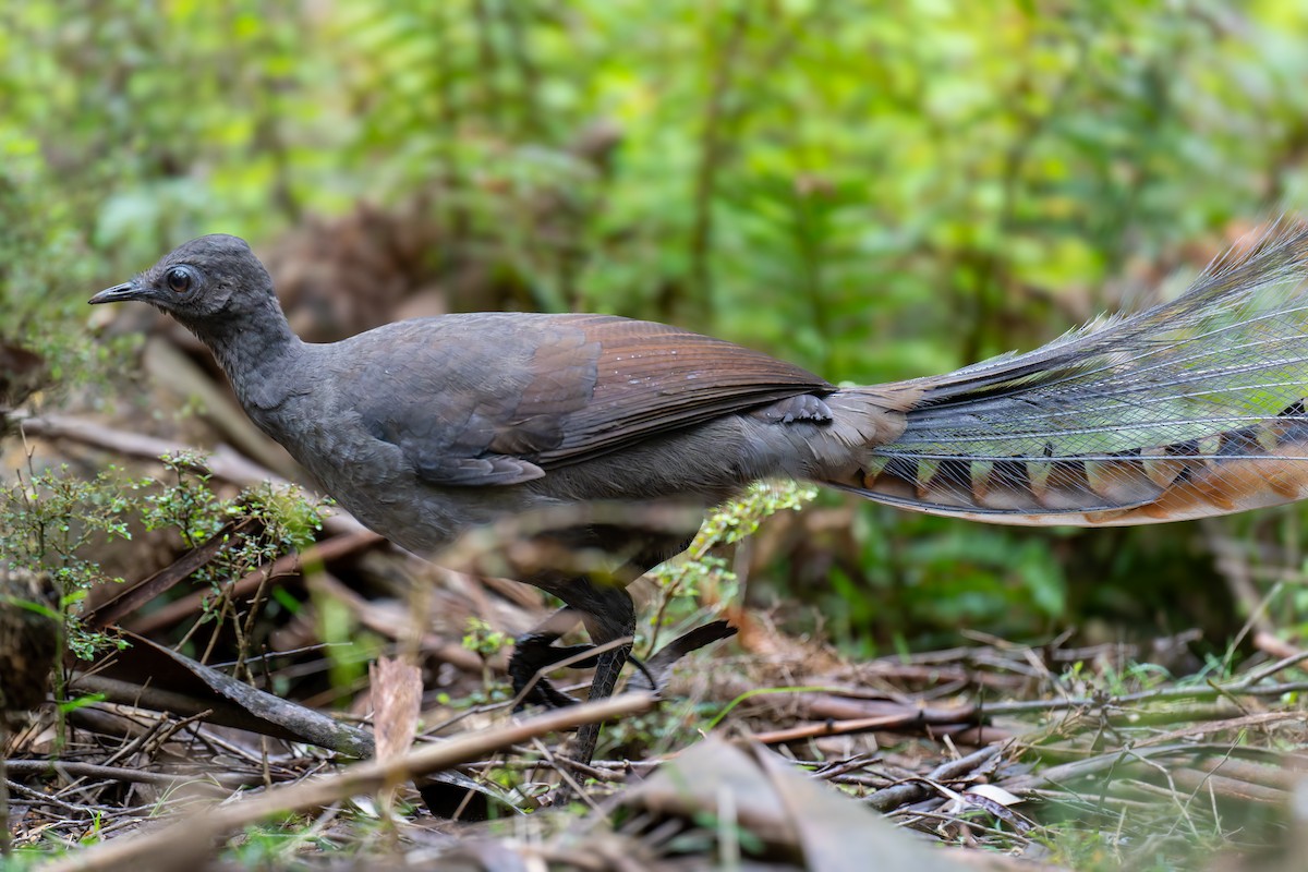 Ménure superbe - ML644596841