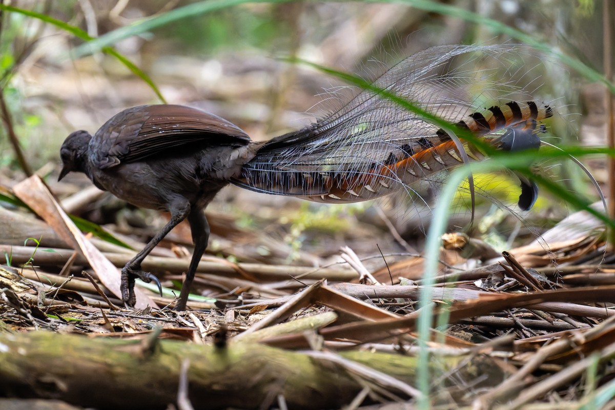 Ménure superbe - ML644596842