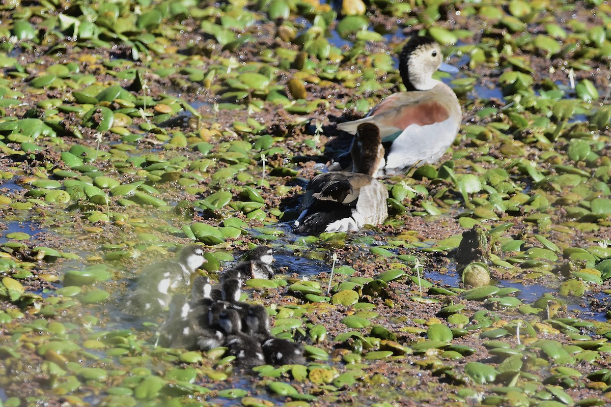 שרשיר צווארון - ML644596843