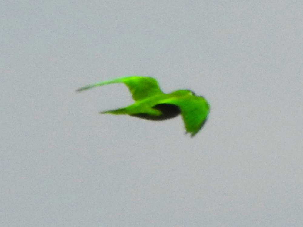 Conure de Wagler - ML644596844