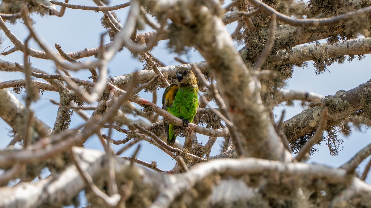 Brown-headed Parrot - ML644596851