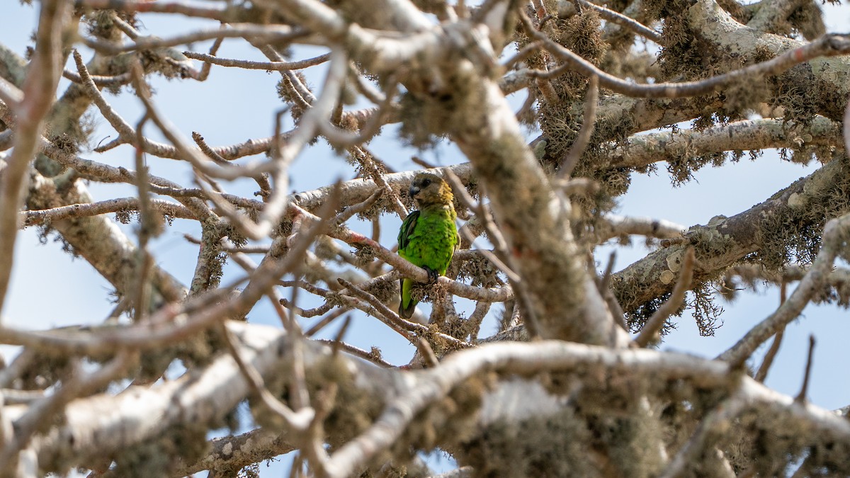 Brown-headed Parrot - ML644596852