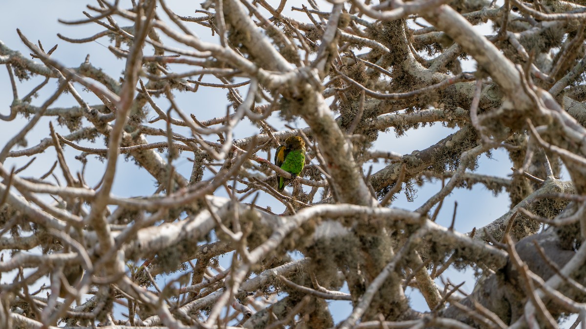 Brown-headed Parrot - ML644596853