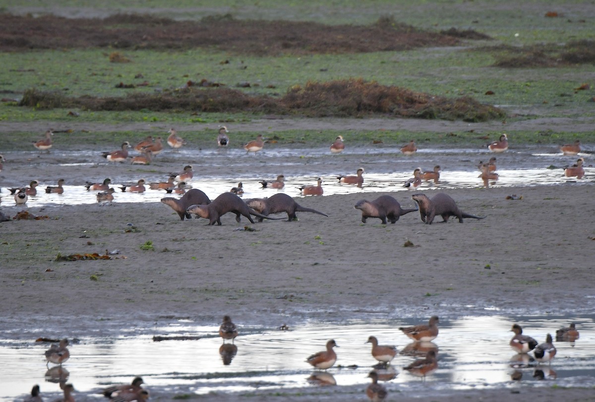 Свищ американський - ML644596864