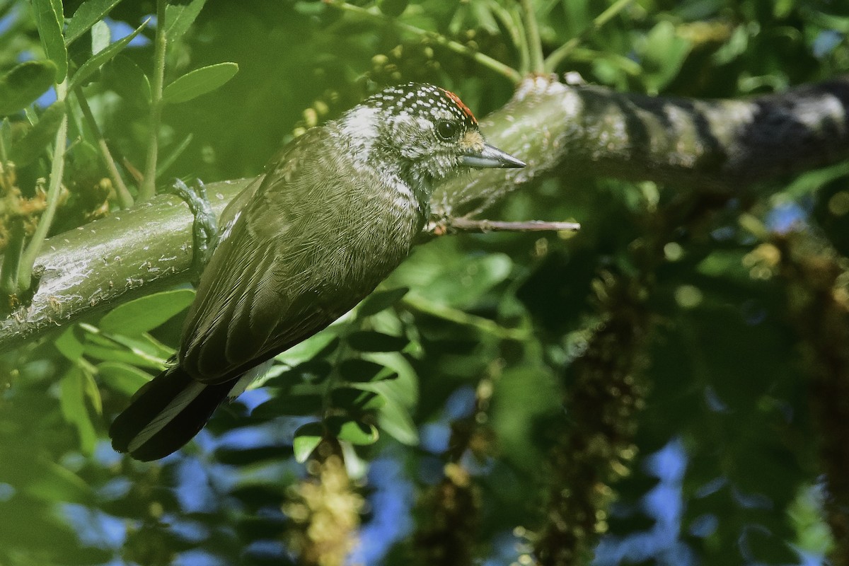 Carpinterito Variable - ML644596867