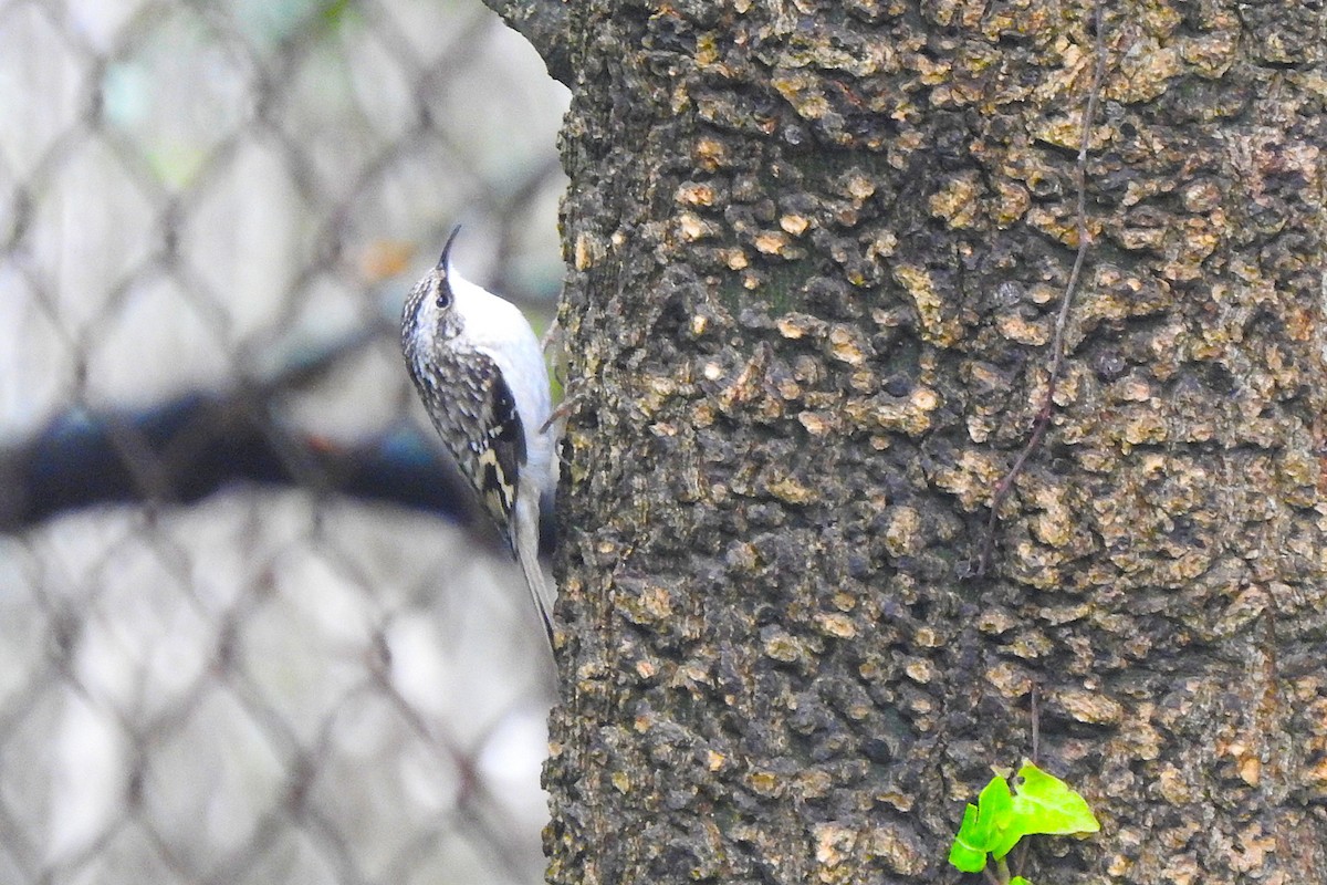 amerikatrekryper - ML644596878