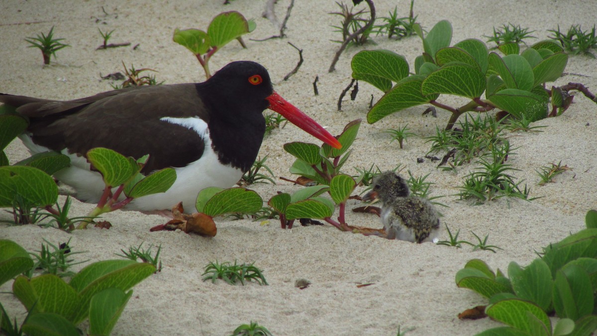 American Oystercatcher - ML644596881