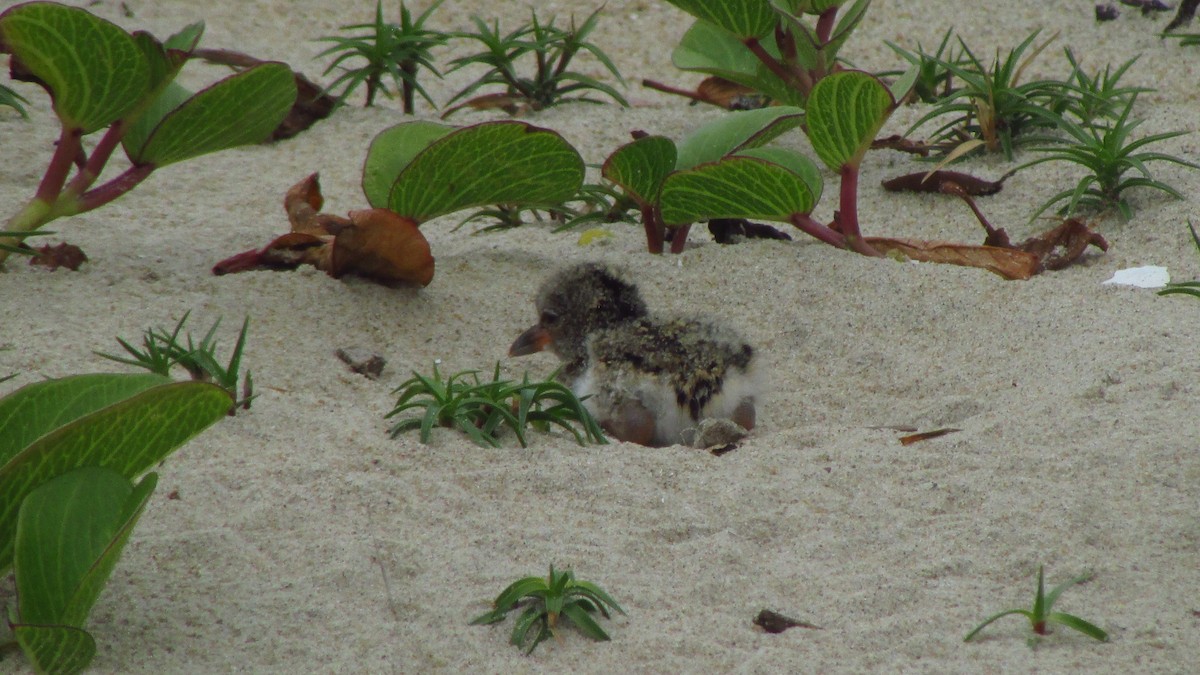 American Oystercatcher - ML644596882