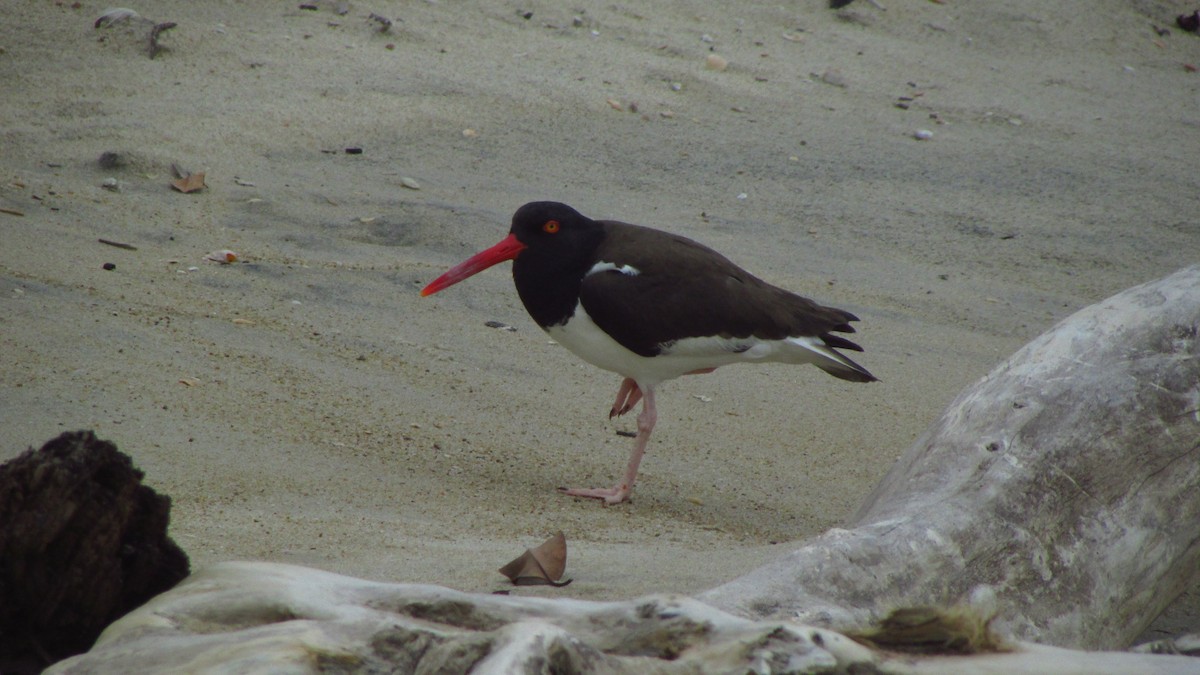 American Oystercatcher - ML644596883