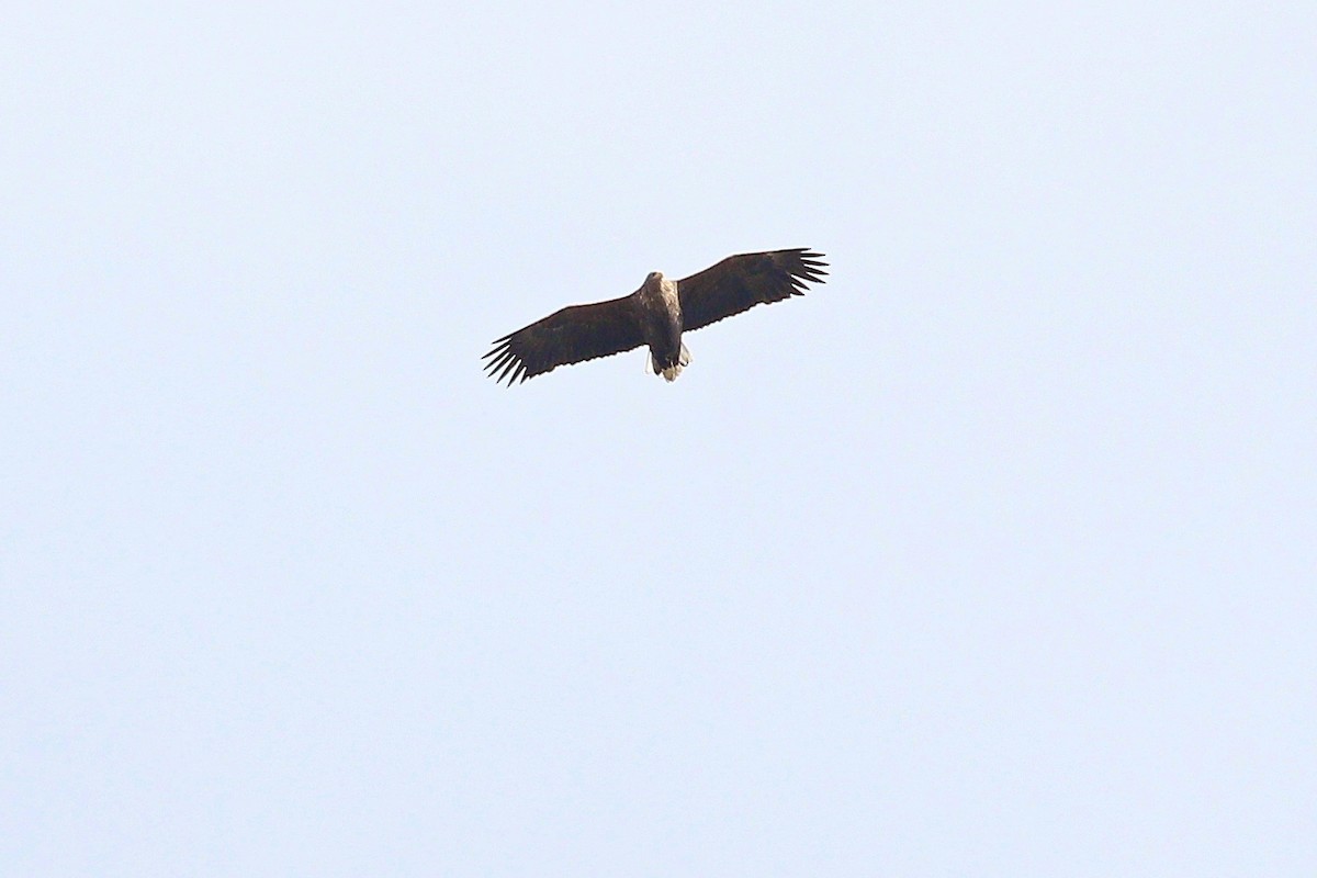 White-tailed Eagle - ML644596885