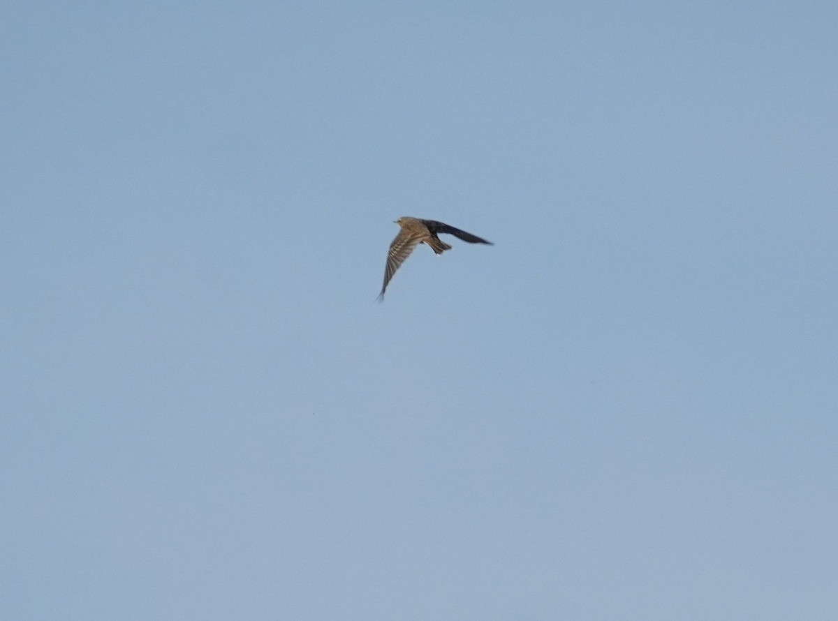 Water Pipit - ML644596887