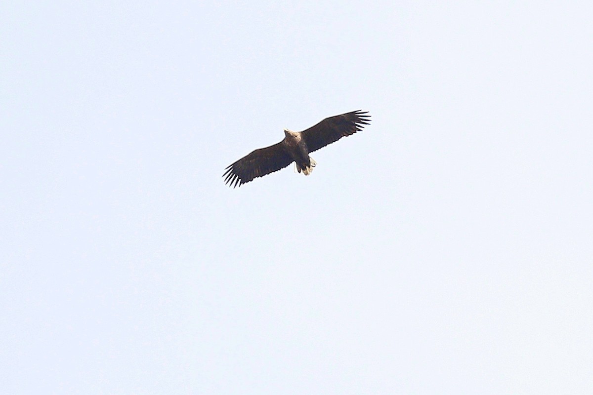 White-tailed Eagle - ML644596888