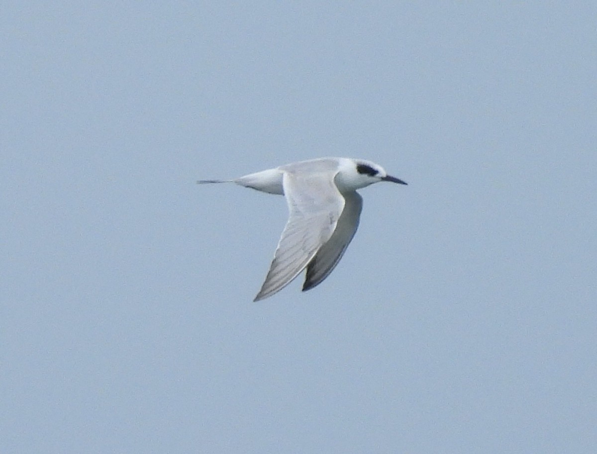 Forster's Tern - ML644596889