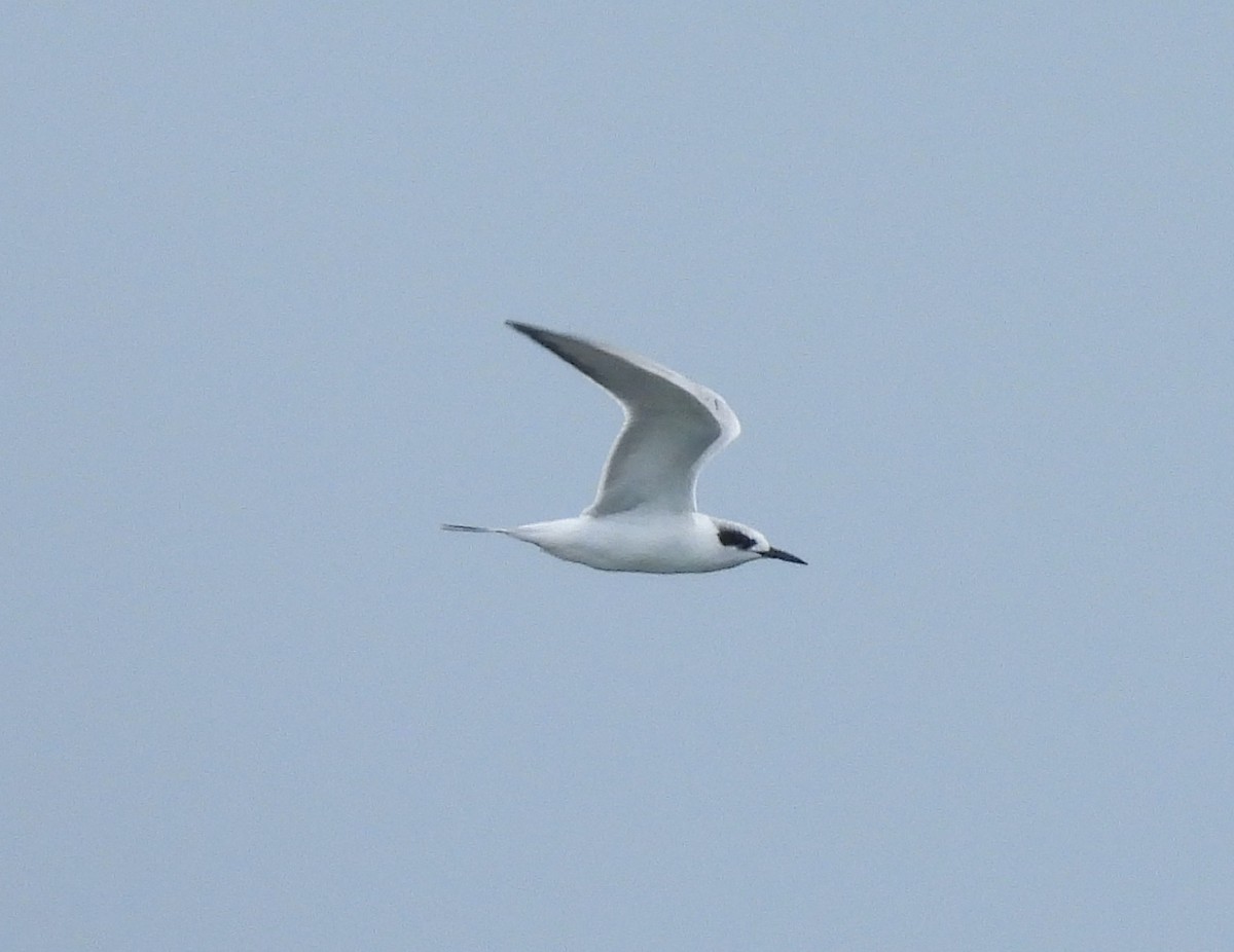 Forster's Tern - ML644596890