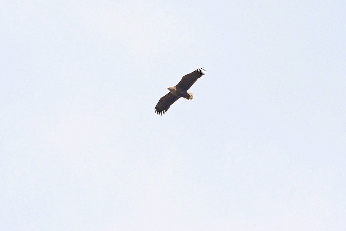White-tailed Eagle - ML644596891