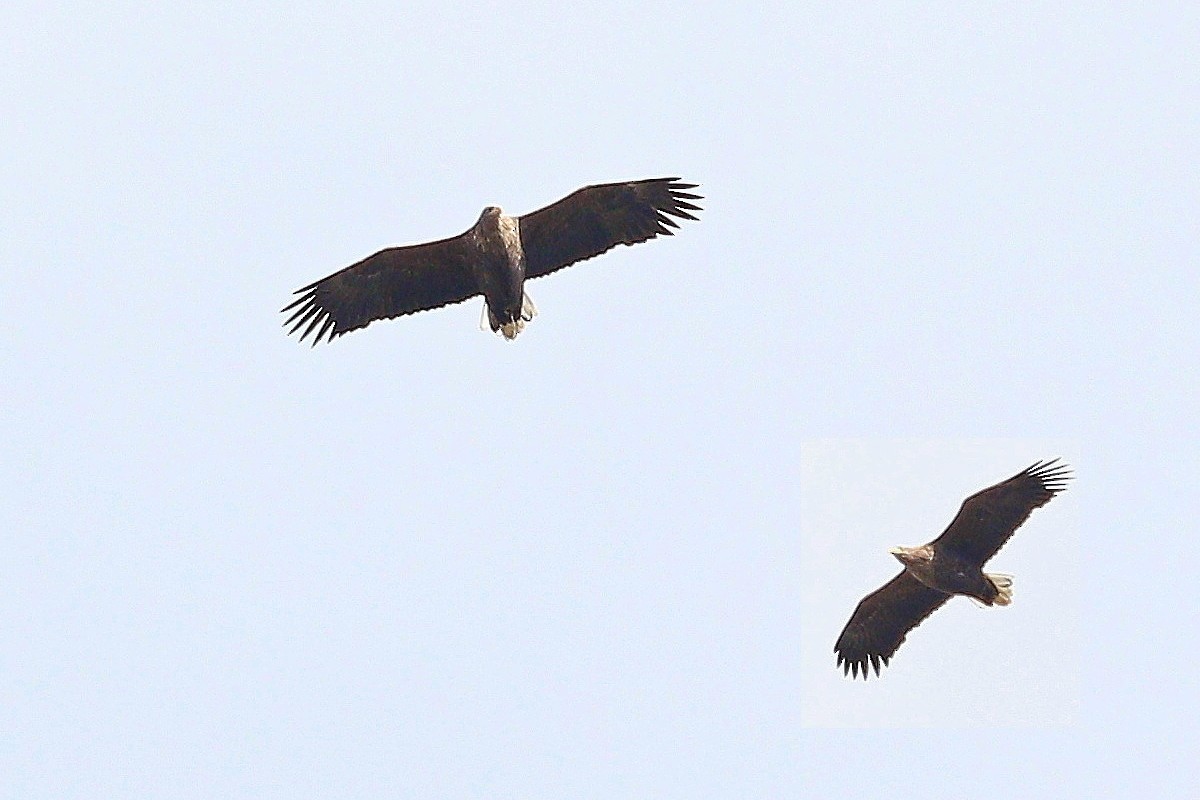 White-tailed Eagle - ML644596895