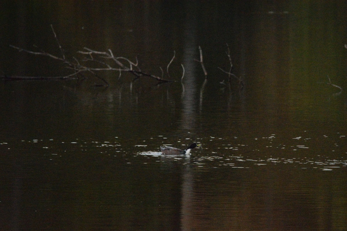 Mallard (Domestic type) - ML644596898