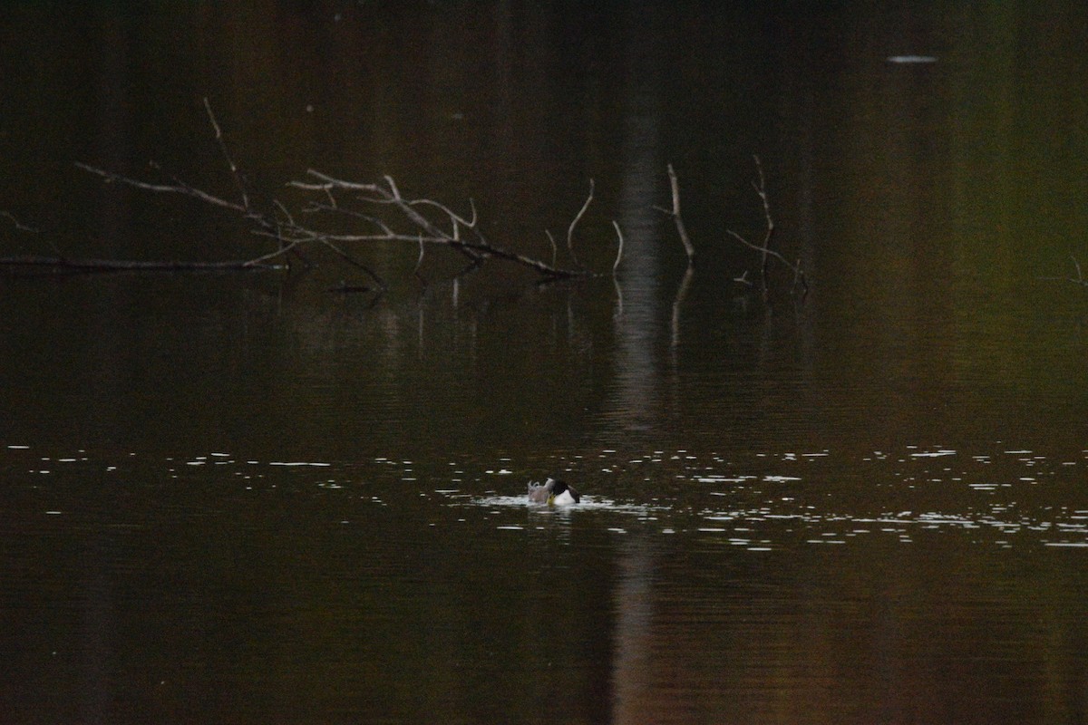 Mallard (Domestic type) - ML644596899