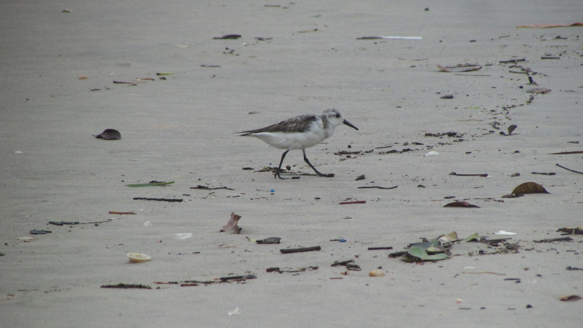 三趾濱鷸 - ML644596901