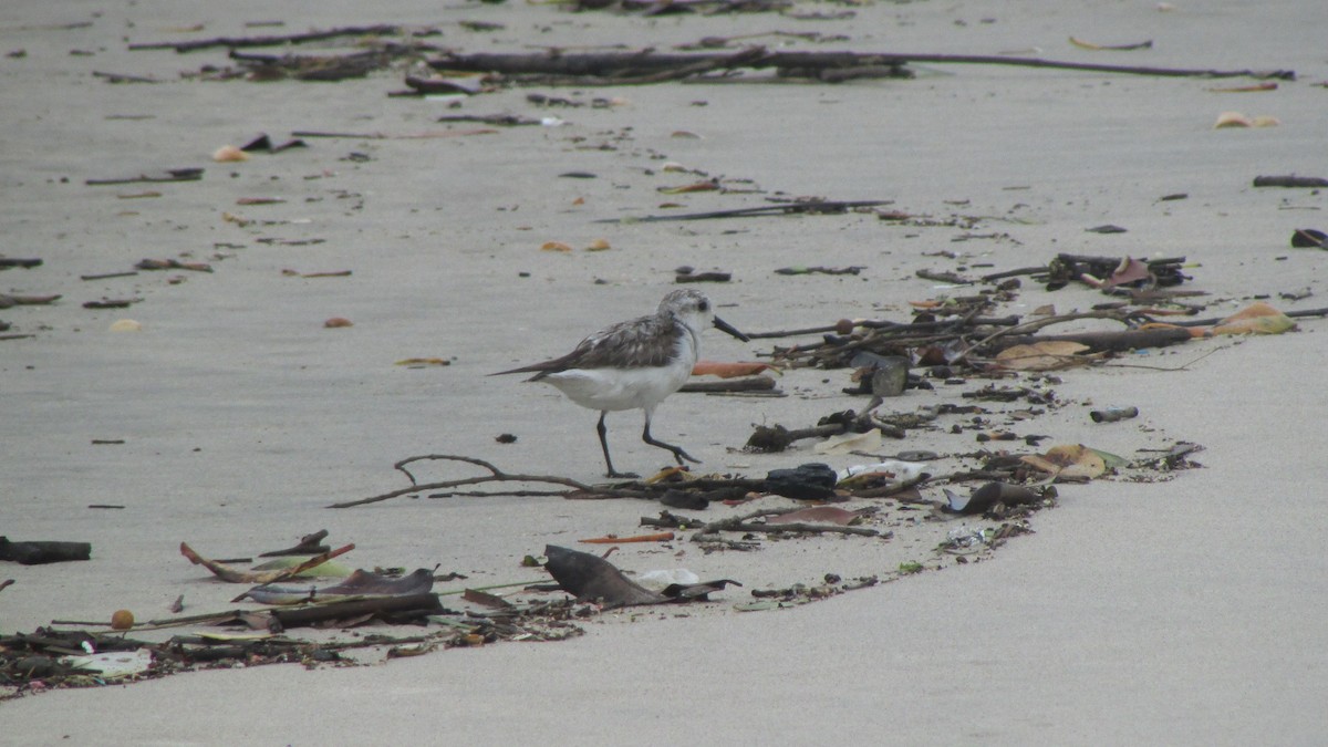 三趾濱鷸 - ML644596902