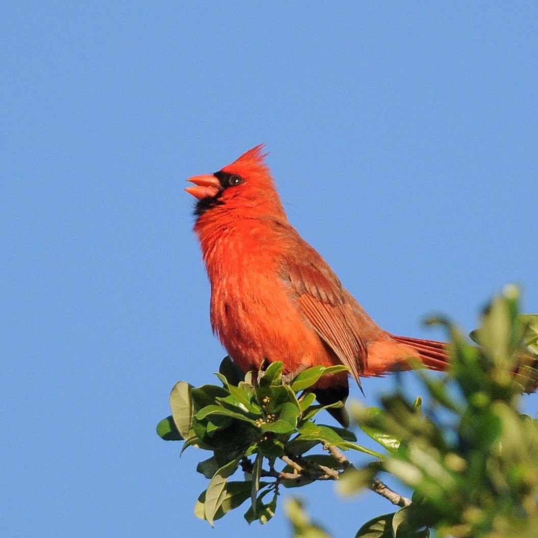 Northern Cardinal - ML644596903