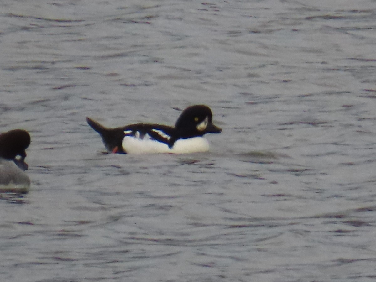 Barrow's Goldeneye - ML644596910