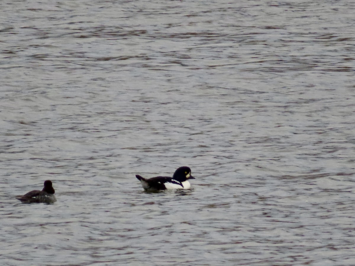 Barrow's Goldeneye - ML644596911