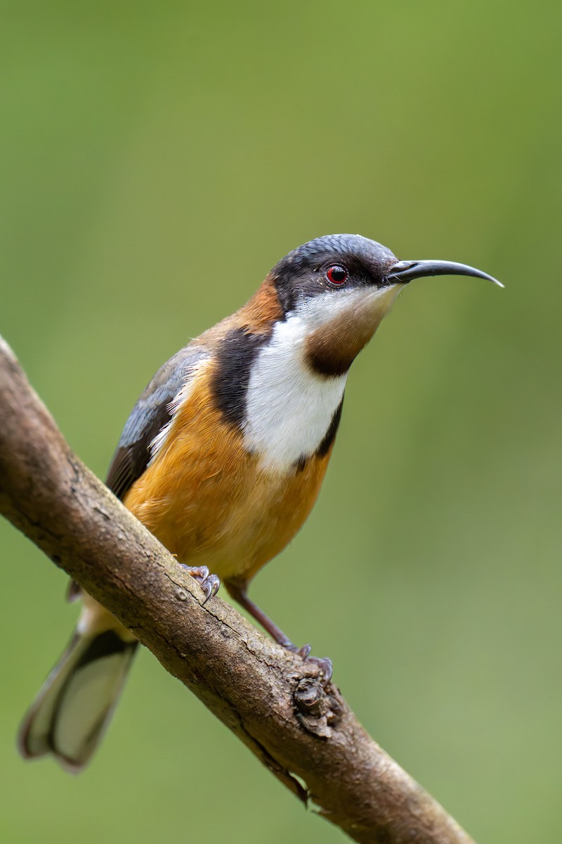 Eastern Spinebill - ML644596931