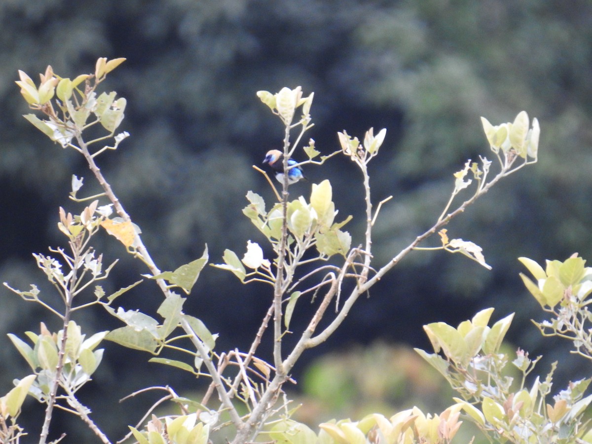 Golden-hooded Tanager - ML644596934