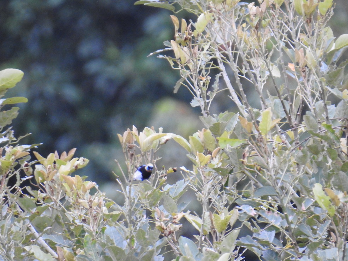 Golden-hooded Tanager - ML644596935