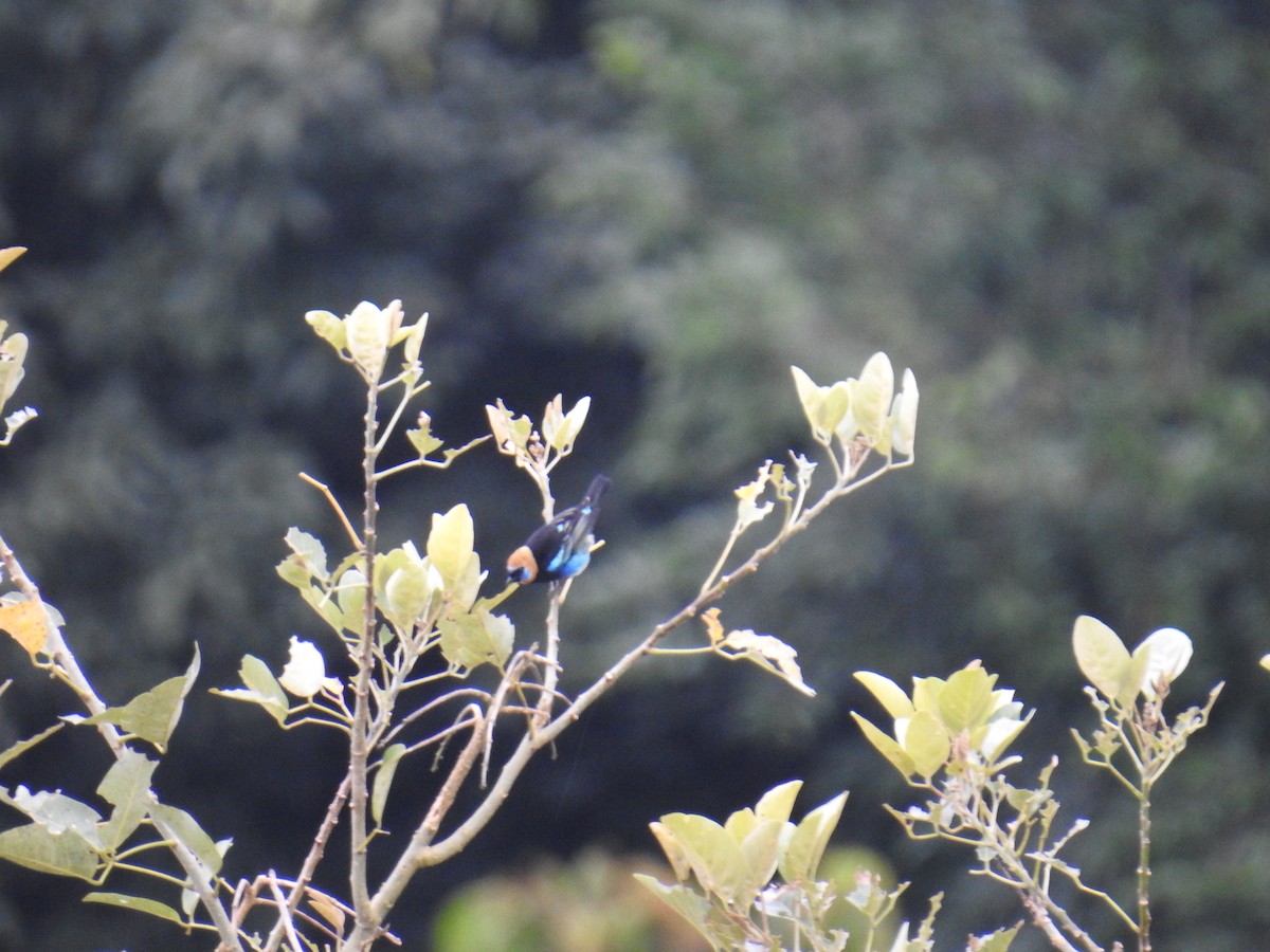 Golden-hooded Tanager - ML644596936