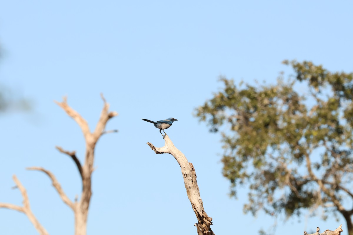 Florida Scrub-Jay - ML644596942
