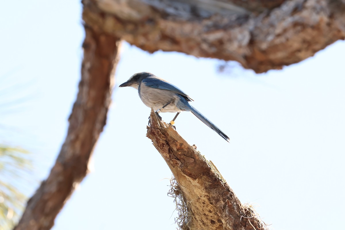 Florida Scrub-Jay - ML644596943