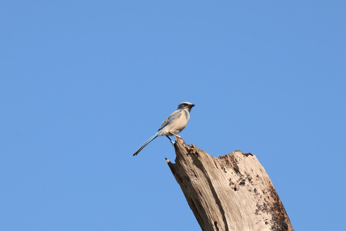 Florida Scrub-Jay - ML644596944