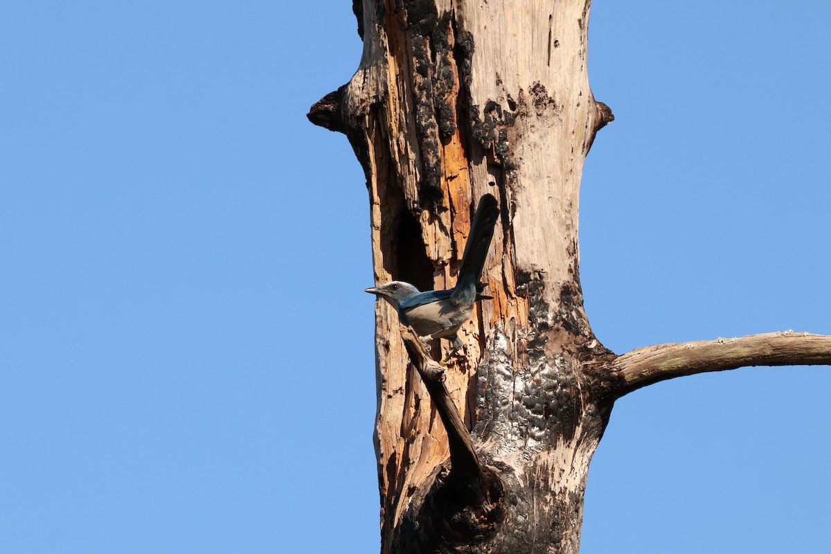 Florida Scrub-Jay - ML644596945