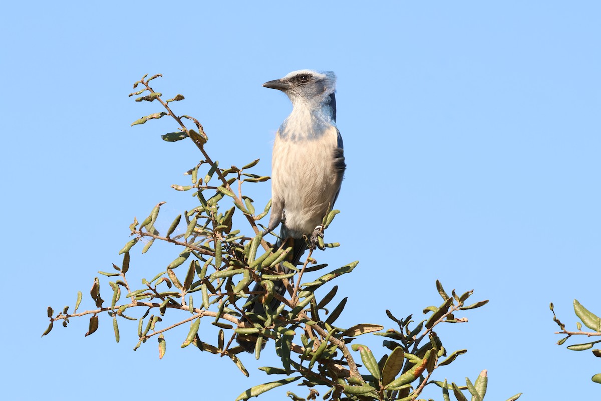 Florida Scrub-Jay - ML644596946
