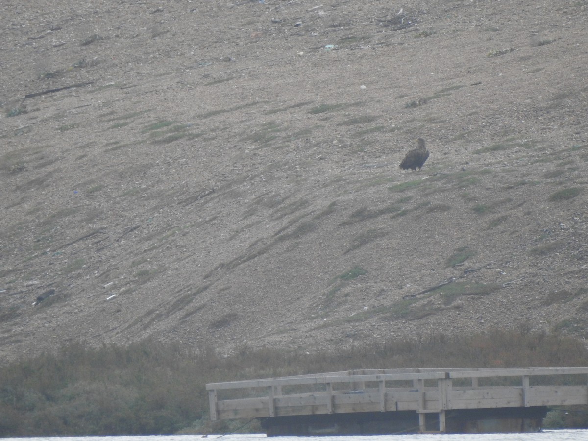 White-tailed Eagle - ML644596950