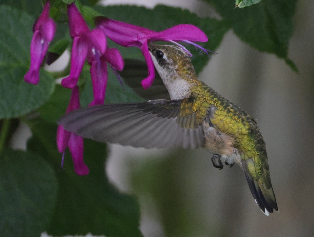 Yakut Boğazlı Kolibri - ML644596951