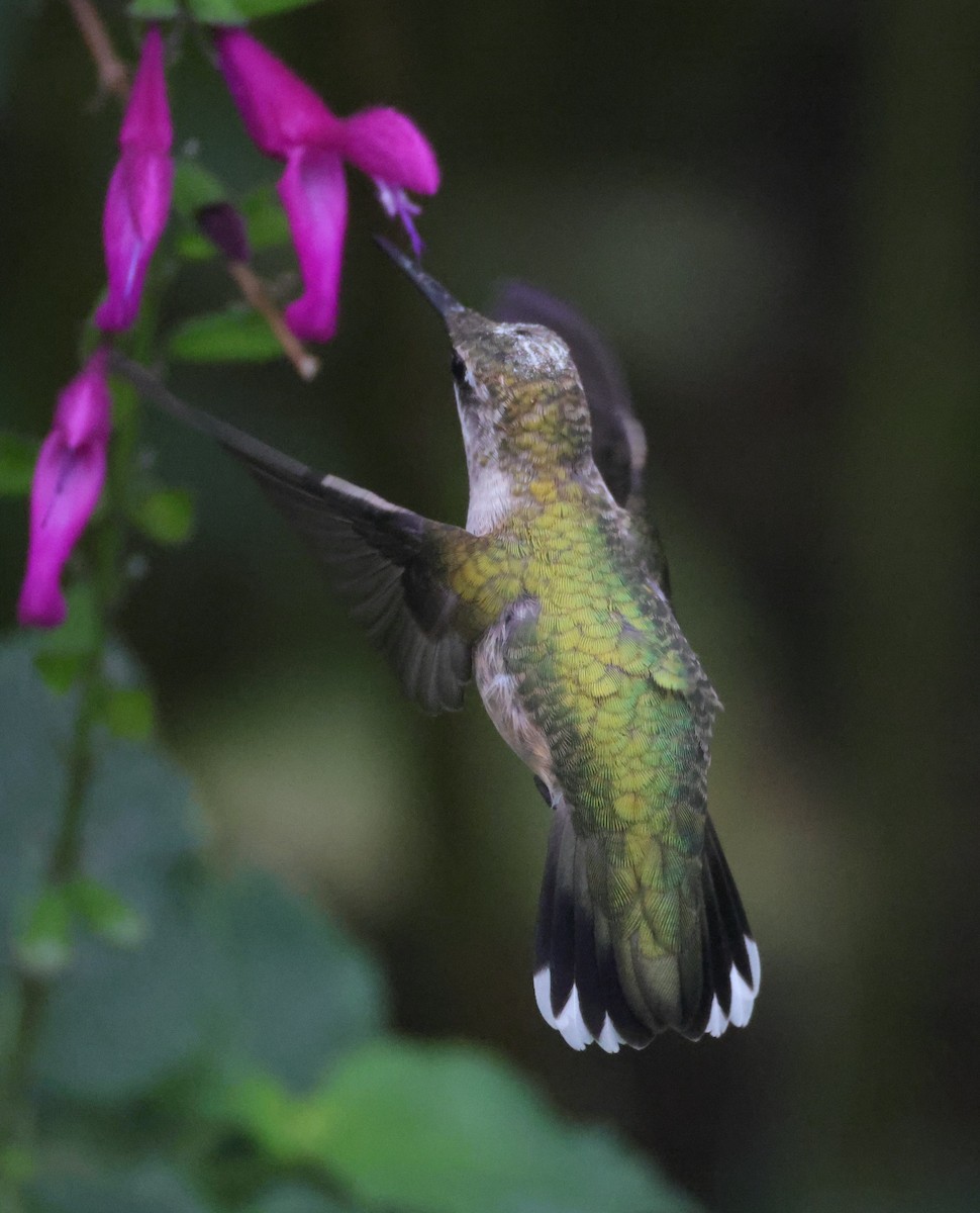 Yakut Boğazlı Kolibri - ML644596952