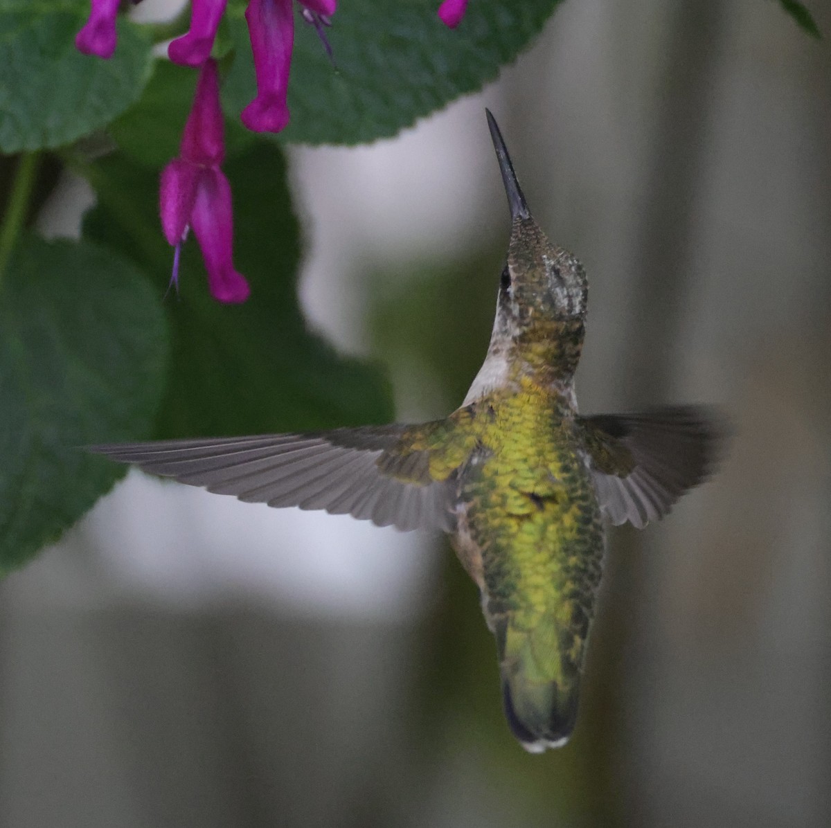 Yakut Boğazlı Kolibri - ML644596953