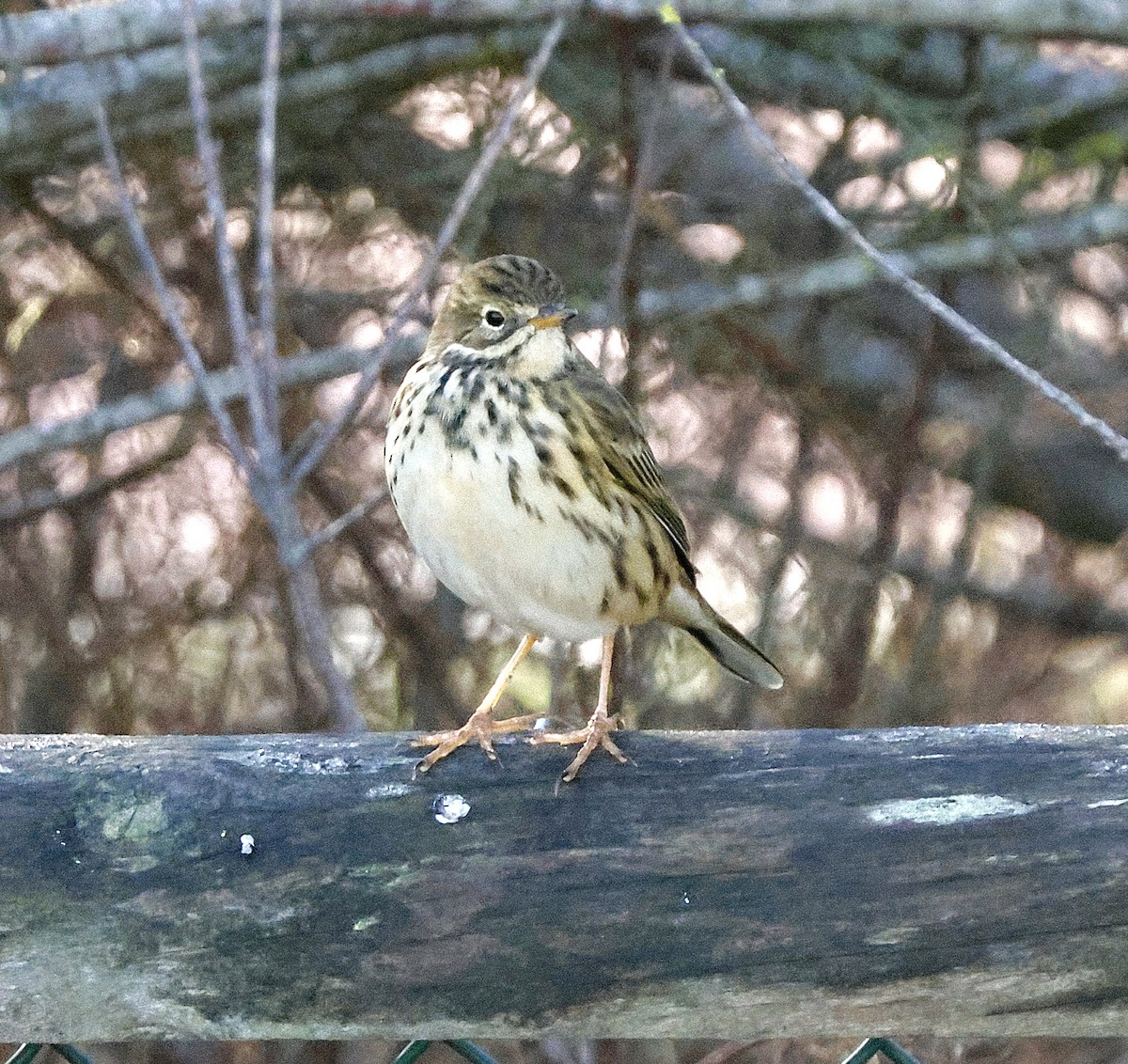 Луговой конёк - ML644596954