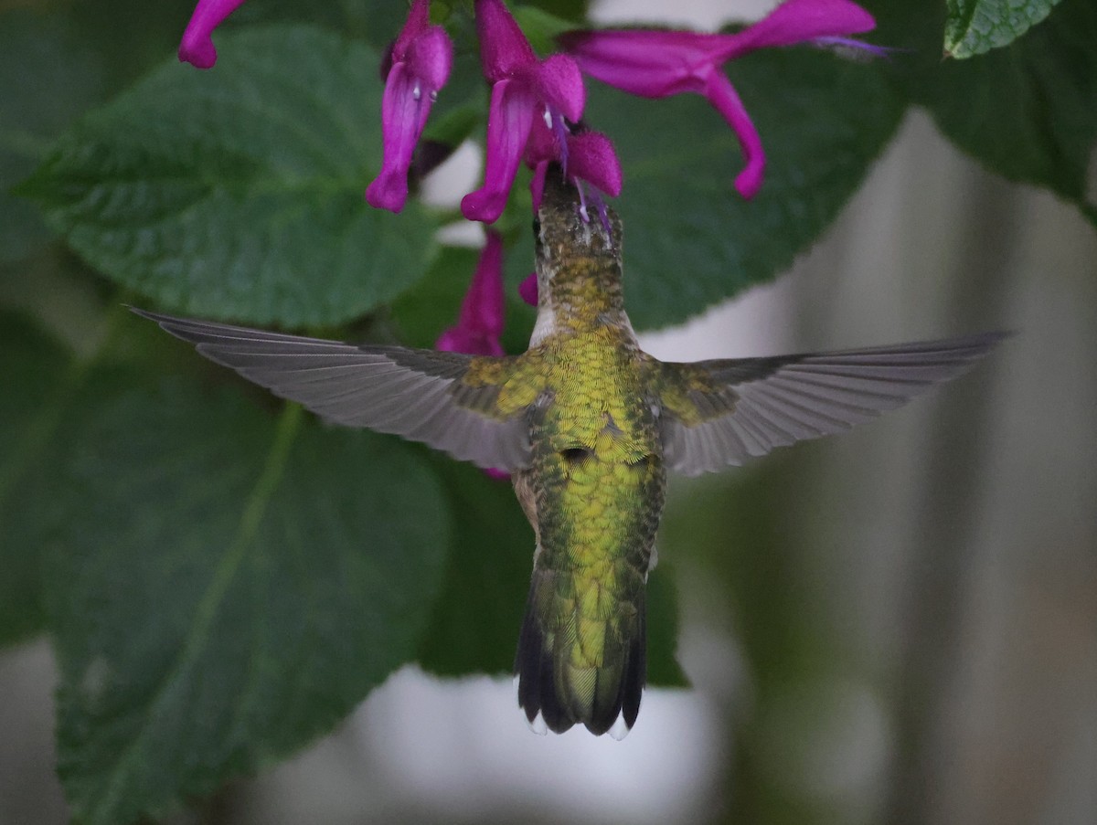Yakut Boğazlı Kolibri - ML644596955